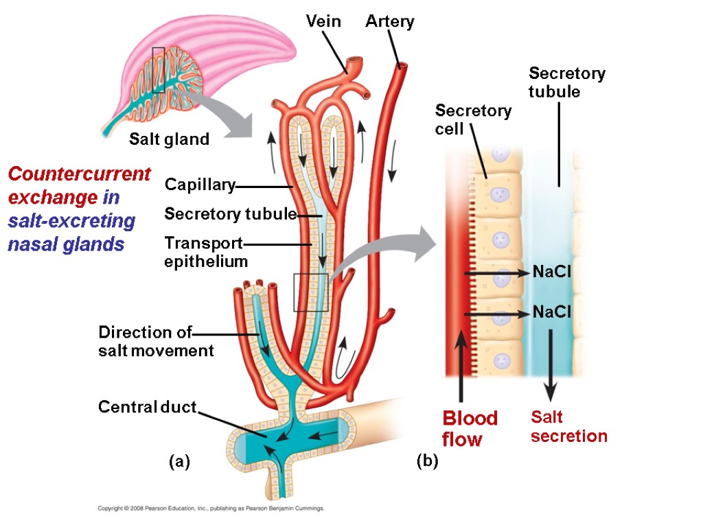 Chapter 44 Osmoregulation and Excretion. Overview A Balancing